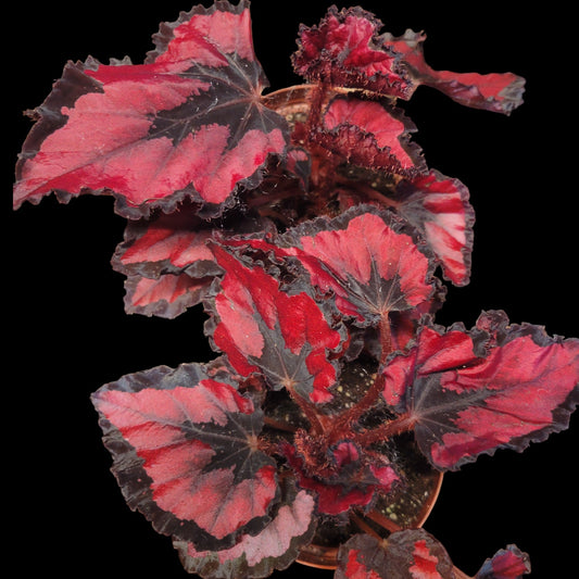 Begonia rex 'Harmony's Red Robin' - Dr. Bill's Orchids, LLC