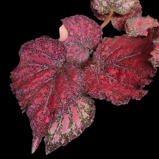 Begonia rex 'Harmony's Stained Glass' - Dr. Bill's Orchids, LLC
