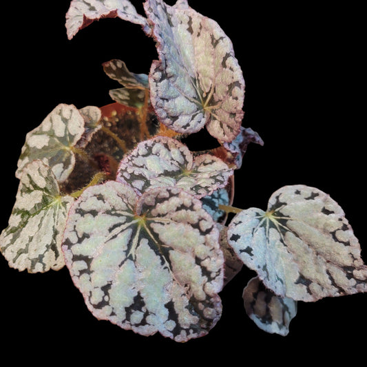 Begonia rex 'Silver Dollar' - Dr. Bill's Orchids, LLC