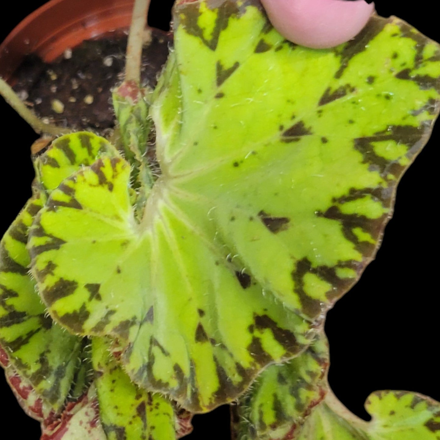 Begonia rhizo 'Smiling Tiger' - Dr. Bill's Orchids, LLC