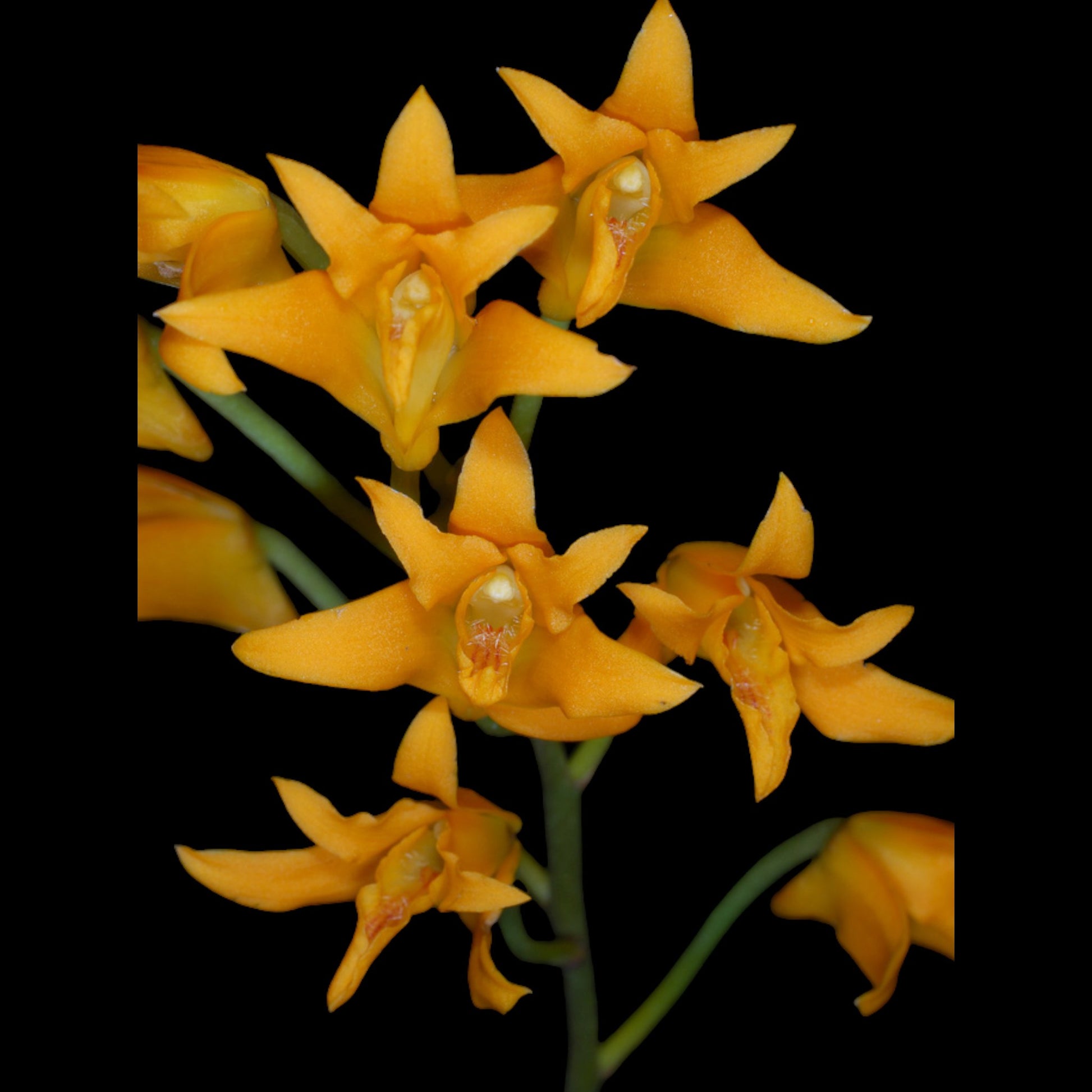 Bifrenaria aureofulva - Dr. Bill's Orchids, LLC