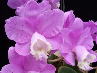 Blc Durigan Crater x Cattleya loddigesii - Dr. Bill's Orchids, LLC
