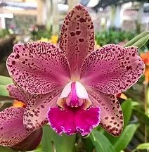 Blc Durigan Crater x Cattleya loddigesii - Dr. Bill's Orchids, LLC