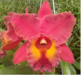 Blc [(Murrell's Inlet x Chunyeah) x (George King x Golden Sunshine)] - Dr. Bill's Orchids, LLC