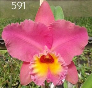 Blc [(Murrell's Inlet x Chunyeah) x (George King x Golden Sunshine)] - Dr. Bill's Orchids, LLC
