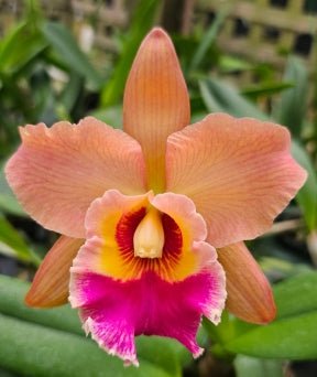 Blc [Rodrigo Suzuki x (Red Crab x Chunyeah)] - Dr. Bill's Orchids, LLC