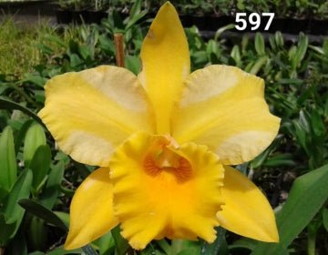 Blc. (Toshie Aokie x Gisele 'Bundchen') - Dr. Bill's Orchids, LLC