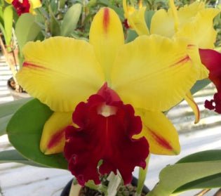 Blc. (Toshie Aokie x Gisele 'Bundchen') - Dr. Bill's Orchids, LLC