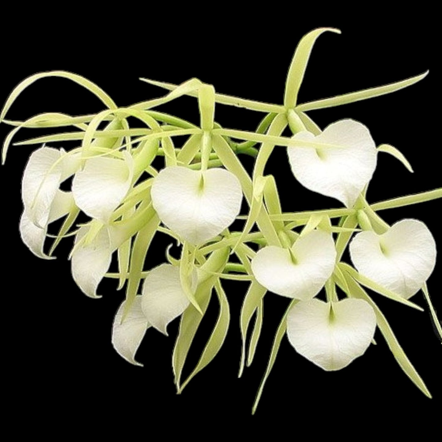 Brassavola nodosa 4N - Dr. Bill's Orchids, LLC