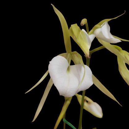 Brassavola nodosa 4N - Dr. Bill's Orchids, LLC