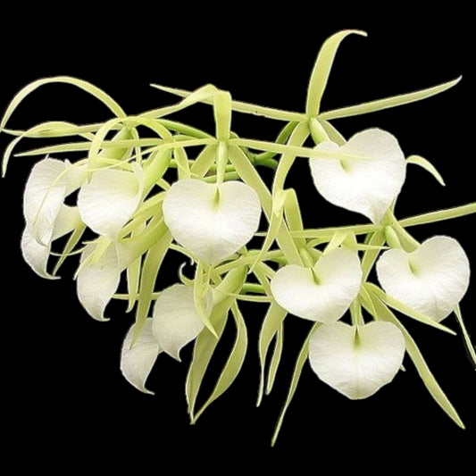 Brassavola nodosa - Dr. Bill's Orchids, LLC