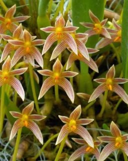 Bulbo affine - Dr. Bill's Orchids, LLC