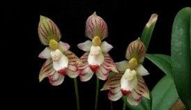 Bulbo ambrosia - Dr. Bill's Orchids, LLC