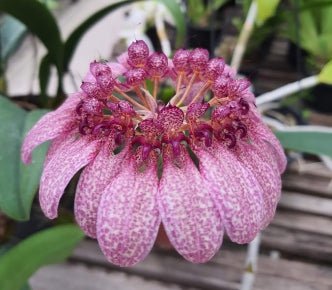 Bulbo eberhardtii - Dr. Bill's Orchids, LLC