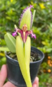Bulbo fascinator semi-album - Dr. Bill's Orchids, LLC