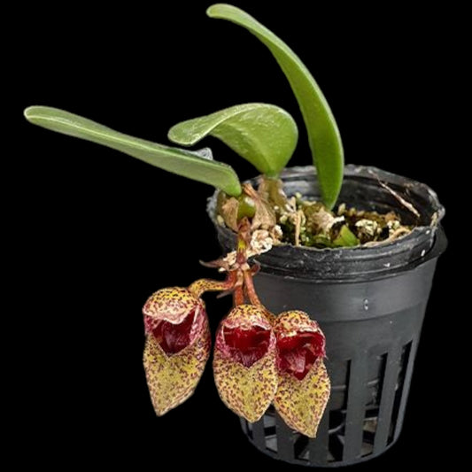 Bulbo frostii x sib - Dr. Bill's Orchids, LLC