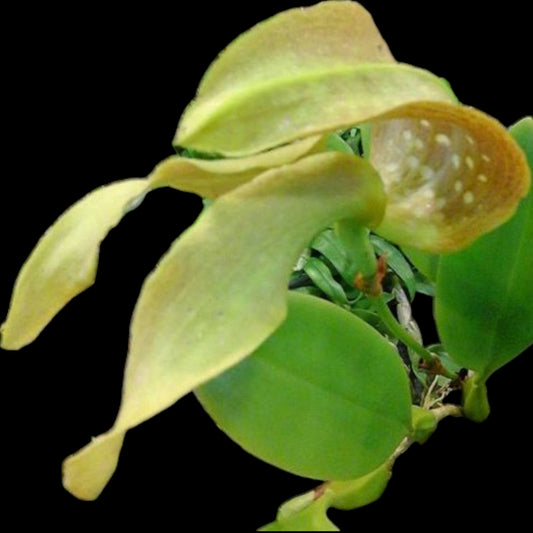 Bulbo grandiflorum - Dr. Bill's Orchids, LLC