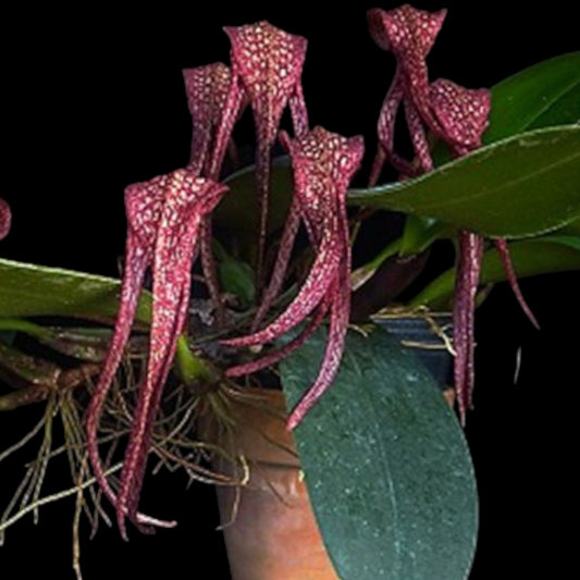 Bulbo longisepalum - Dr. Bill's Orchids, LLC