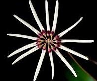 Bulbo makoyanum - Dr. Bill's Orchids, LLC