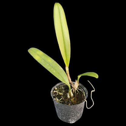 Bulbo medusae - Dr. Bill's Orchids, LLC