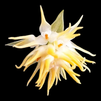Bulbo odoratissimum - Dr. Bill's Orchids, LLC