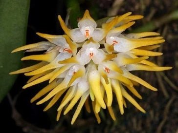 Bulbo odoratissimum -OT - Dr. Bill's Orchids, LLC