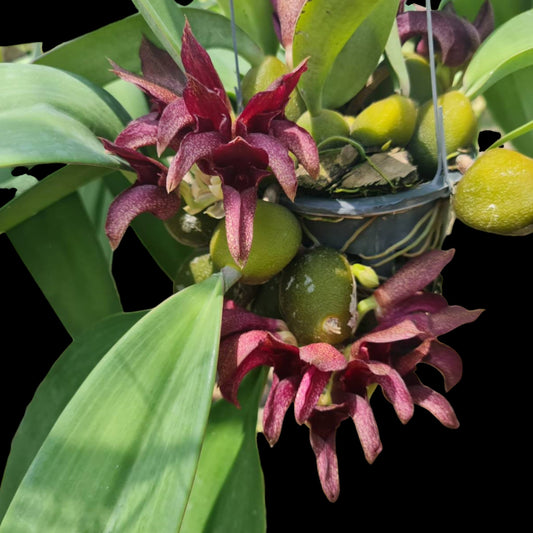 Bulbo Pride of Papua - Dr. Bill's Orchids, LLC
