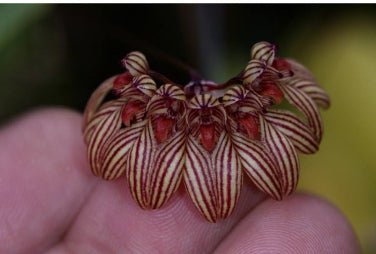 Bulbo venulosum - Dr. Bill's Orchids, LLC