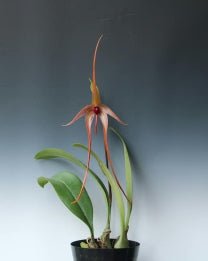 Bulbophyllum echinolabium - Dr. Bill's Orchids, LLC