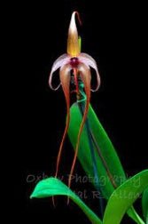 Bulbophyllum echinolabium - Dr. Bill's Orchids, LLC