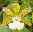 C. aclandiae (albescens T2 x alba tradicao) - Dr. Bill's Orchids, LLC