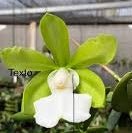 C. aclandiae (albescens T2 x alba tradicao) - Dr. Bill's Orchids, LLC