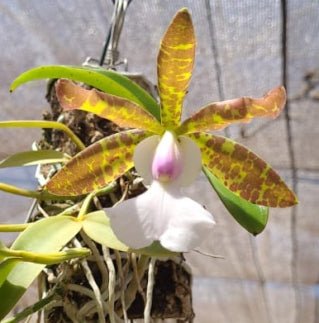 C. aclandiae (albescens x tipo tradicao) - Dr. Bill's Orchids, LLC
