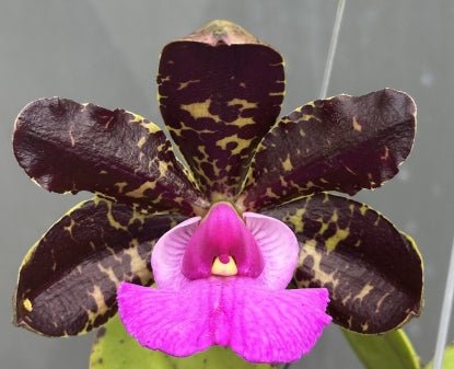 C. aclandiae (dark x tipo tradicao) - Dr. Bill's Orchids, LLC