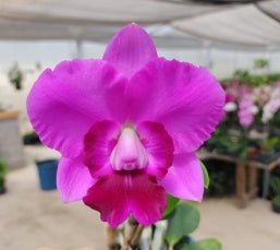 C. Aloha Case (Aloha Case x Aloha Case 'Ching Hua') - Dr. Bill's Orchids, LLC