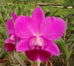 C. Aloha Case (Aloha Case x Aloha Case 'Ching Hua') - Dr. Bill's Orchids, LLC