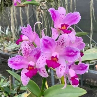 C. amethystoglossa flamea x self - Dr. Bill's Orchids, LLC