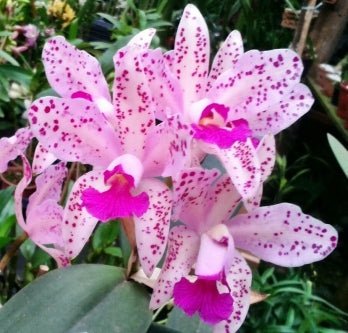 C. amethystoglossa tipo x self - Dr. Bill's Orchids, LLC