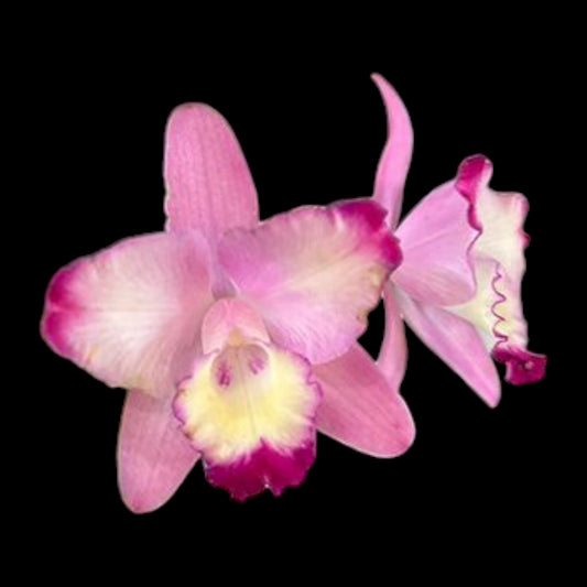 C. Cherry Bee ‘Happy Field’ - Dr. Bill's Orchids, LLC