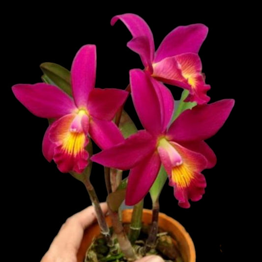 C. Chian-Tzy Guiding 'Chian-Tzy Red Top' - Dr. Bill's Orchids, LLC