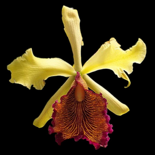C. dowiana - Dr. Bill's Orchids, LLC