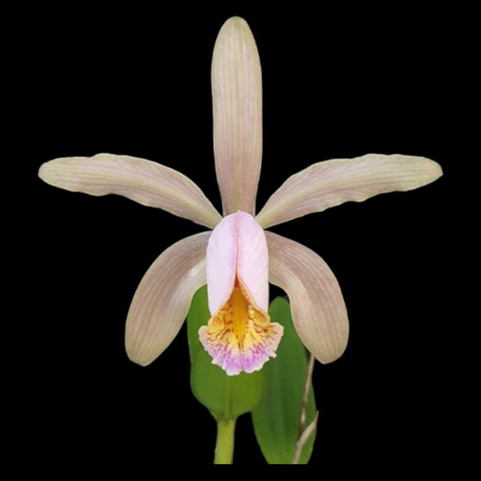 C. forbesii - Dr. Bill's Orchids, LLC