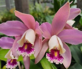 C. forbesii Tradicao x C. harrisoniana trilabelo - Dr. Bill's Orchids, LLC