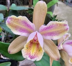 C. forbesii Tradicao x C. harrisoniana trilabelo - Dr. Bill's Orchids, LLC