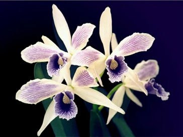 C (Gigas coerulea x purpurata werkhaseri striata) - Dr. Bill's Orchids, LLC