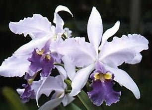 C (Gigas coerulea x purpurata werkhaseri striata) - Dr. Bill's Orchids, LLC
