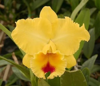 C (Goldenzelle Taida x labiata semi alba) - Dr. Bill's Orchids, LLC