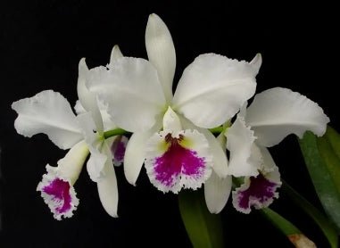 C (Goldenzelle Taida x labiata semi alba) - Dr. Bill's Orchids, LLC