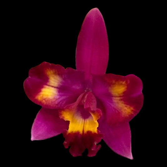 C. Hawaiian Splash 'Lea' BM/JOGA - Dr. Bill's Orchids, LLC