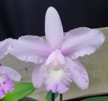 C. intermedia (concolor tradicao x blue tradicao) - Dr. Bill's Orchids, LLC